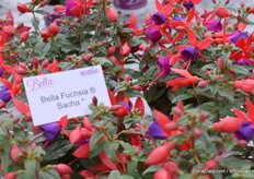 The famous Bella Fuchsia Sacha.